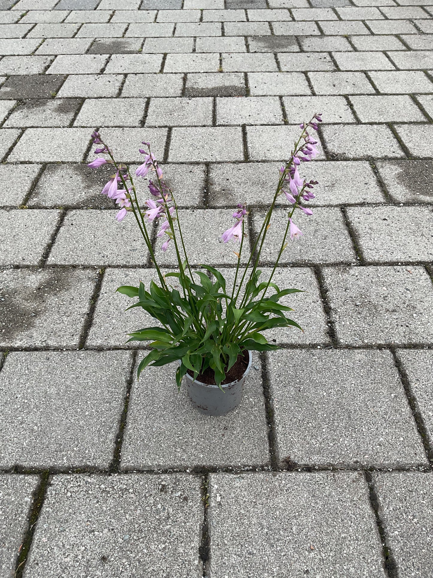 Hosta ‘Harry van Trier’