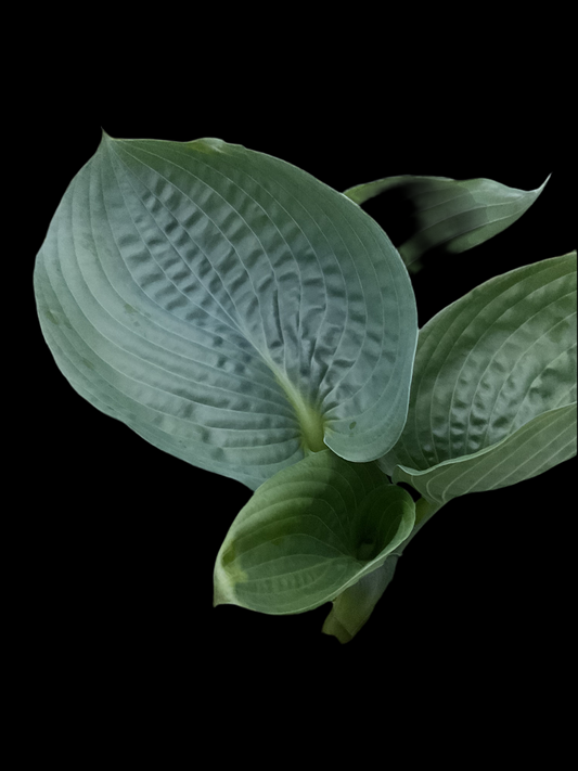 Hosta ‘Millennium’