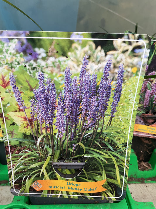 Liriope muscari ‘Money Maker’ P11x11