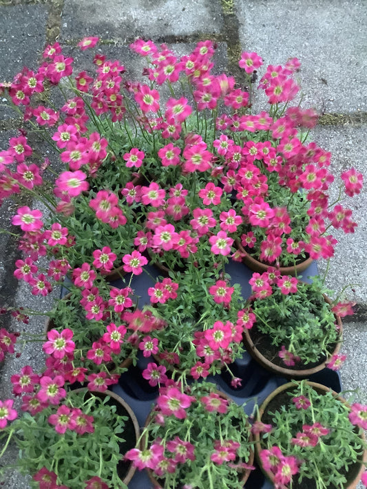 Saxifraga x arendsi ‘Rosa hybrid’