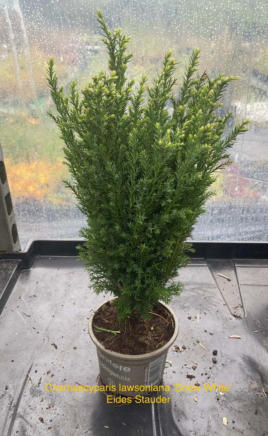 Chamaecyparis lawsoniana ‘Snow White’ P9