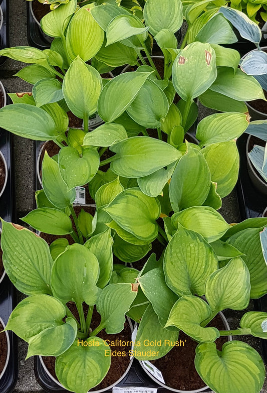 Hosta ‘California Gold Rush’