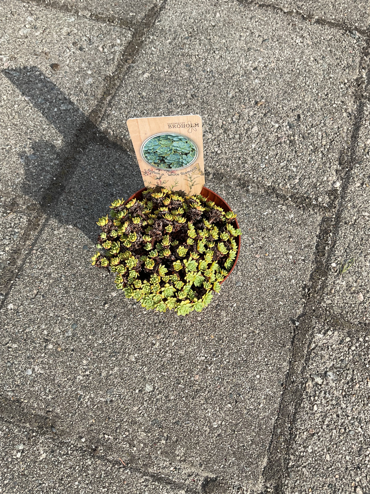 Sedum pachylados ‘White Diamond’ P11