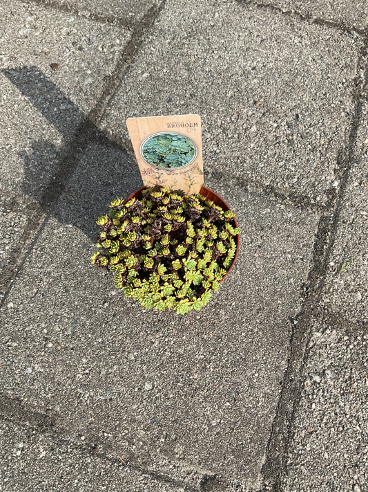 Sedum pachylados ‘White Diamond’ P11