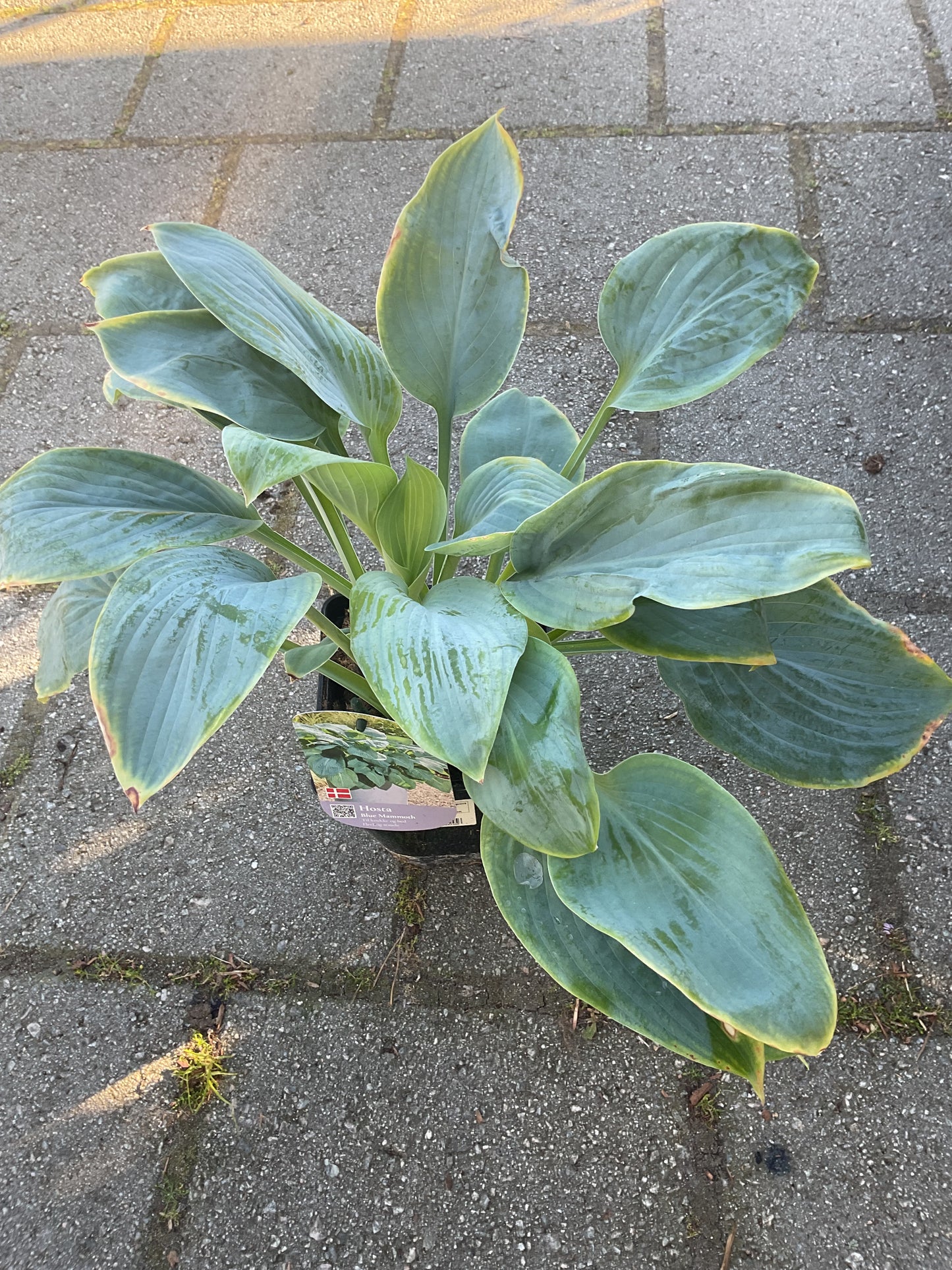 Hosta ‘Blue Mammoth’