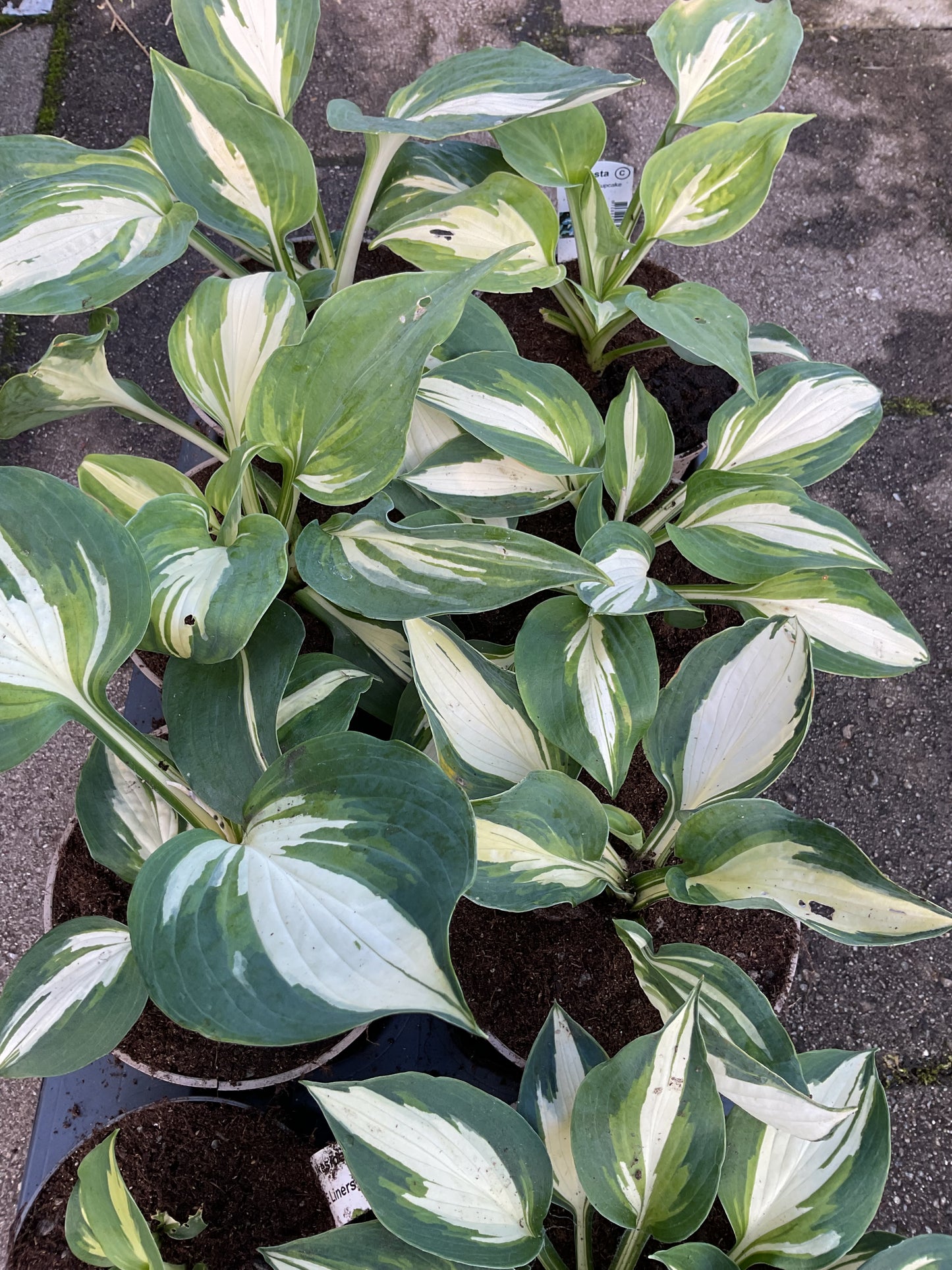 Hosta ‘Lakeside Cupcake’ P15