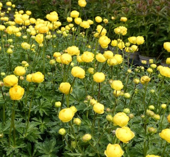 Trollius europaeus