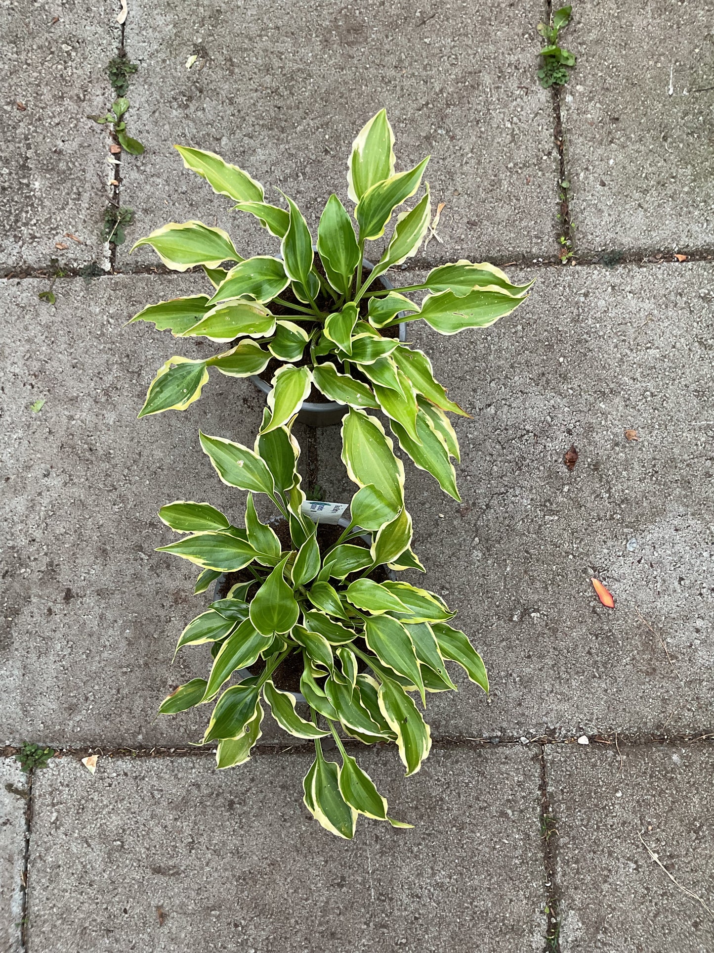 Hosta ‘Tea at Bettys’