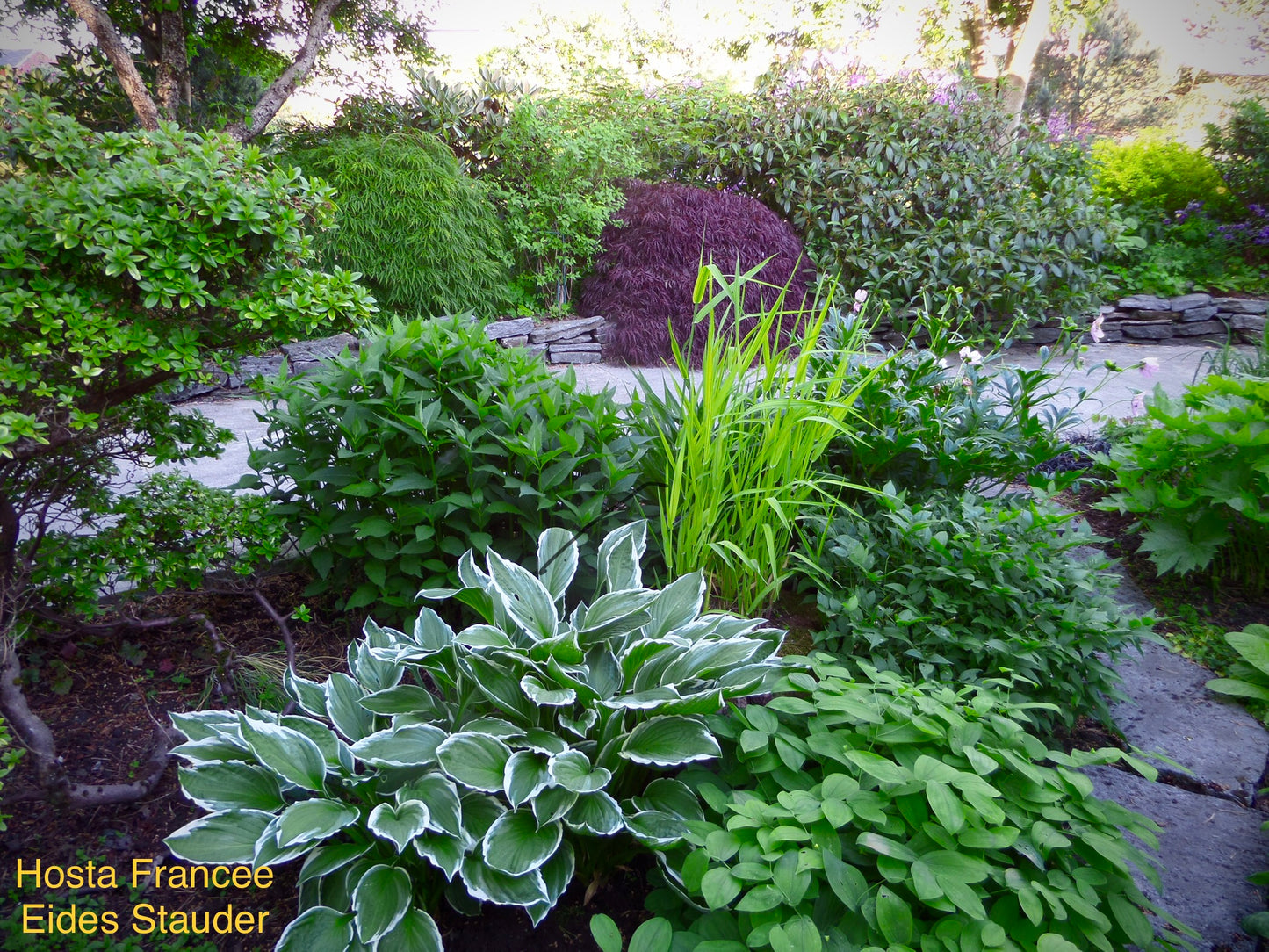 Hosta ‘Francee’