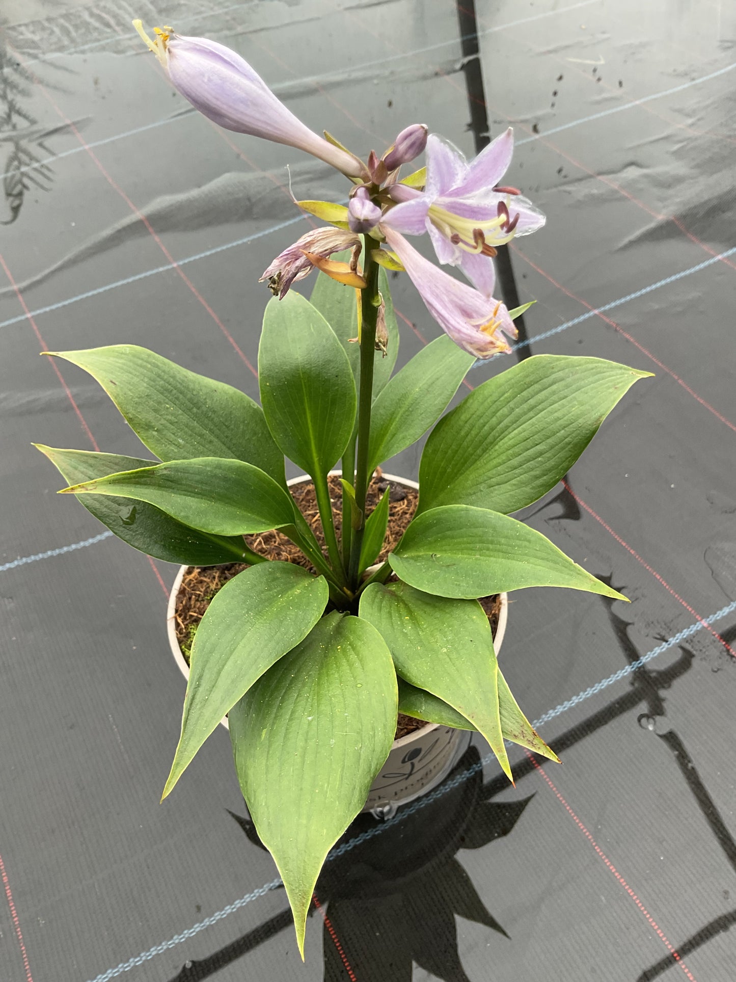 Hosta ‘Zorro’ P15