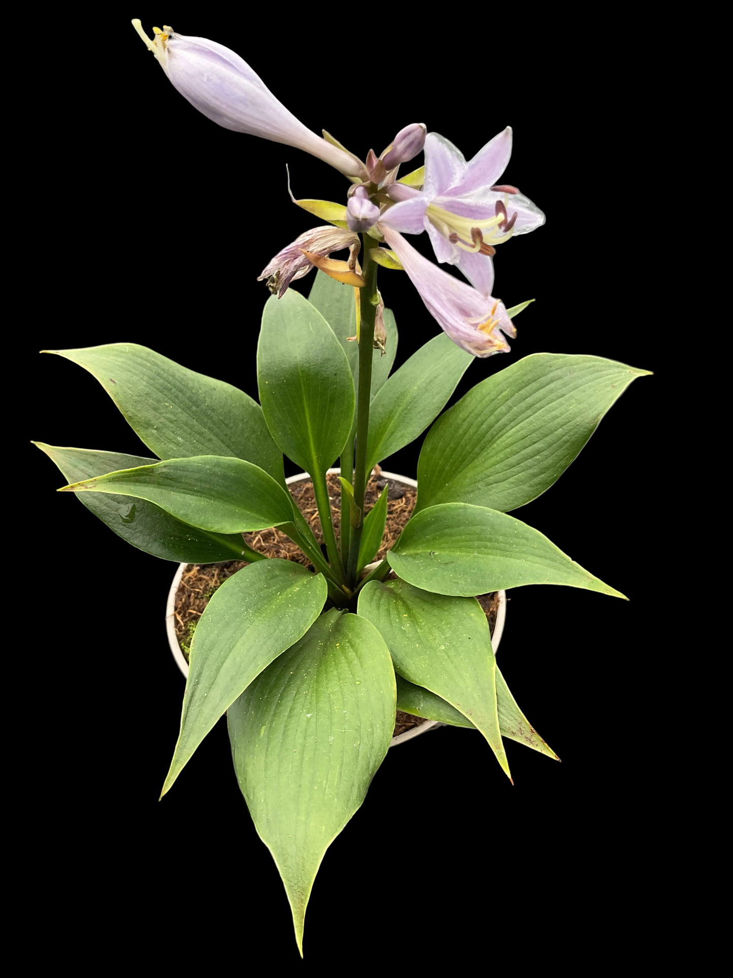 Hosta ‘Zorro’ P15