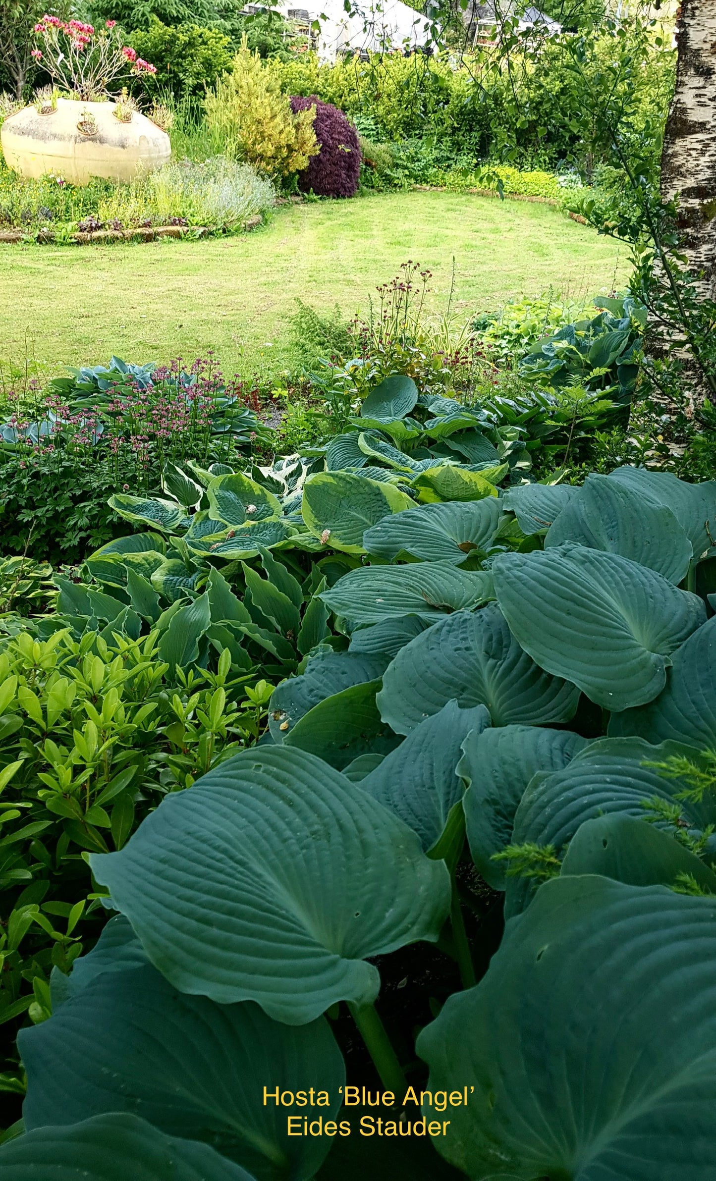 Hosta ‘Blue Angel’ 1 ltr