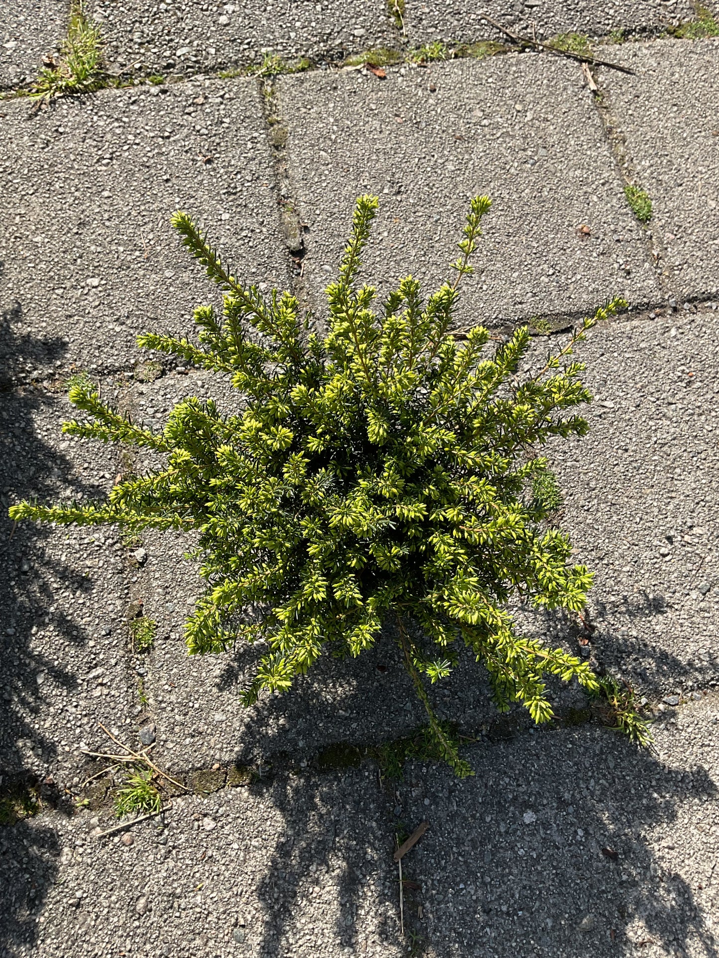 Erica x darleyensis 'White Perfection' P11