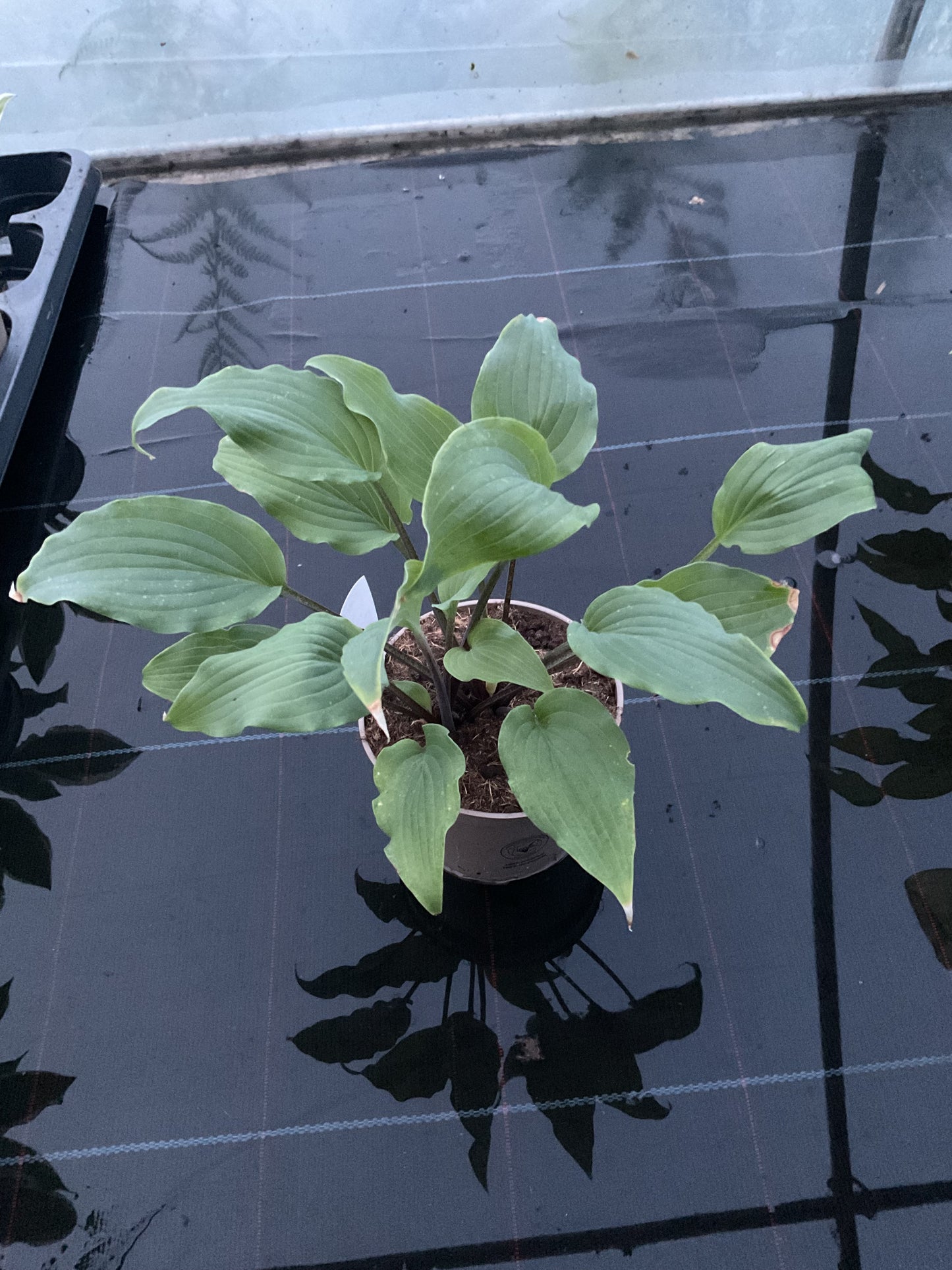 Hosta ‘Valley’s Pavlova’ P15