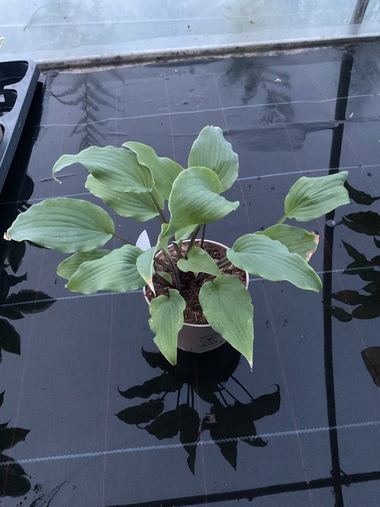 Hosta ‘Valley’s Pavlova’ P15