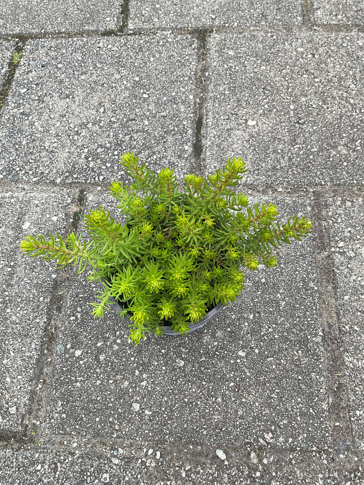 Sedum reflexum ‘Yellow Cushion’ P12