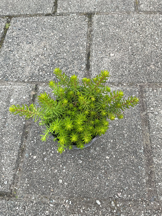 Sedum reflexum ‘Yellow Cushion’ P12