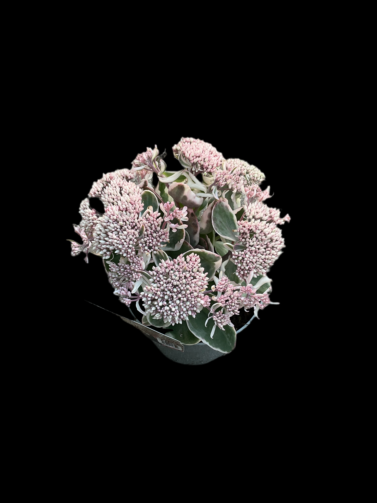 Sedum telephium ‘La Vie en Rose’ P17