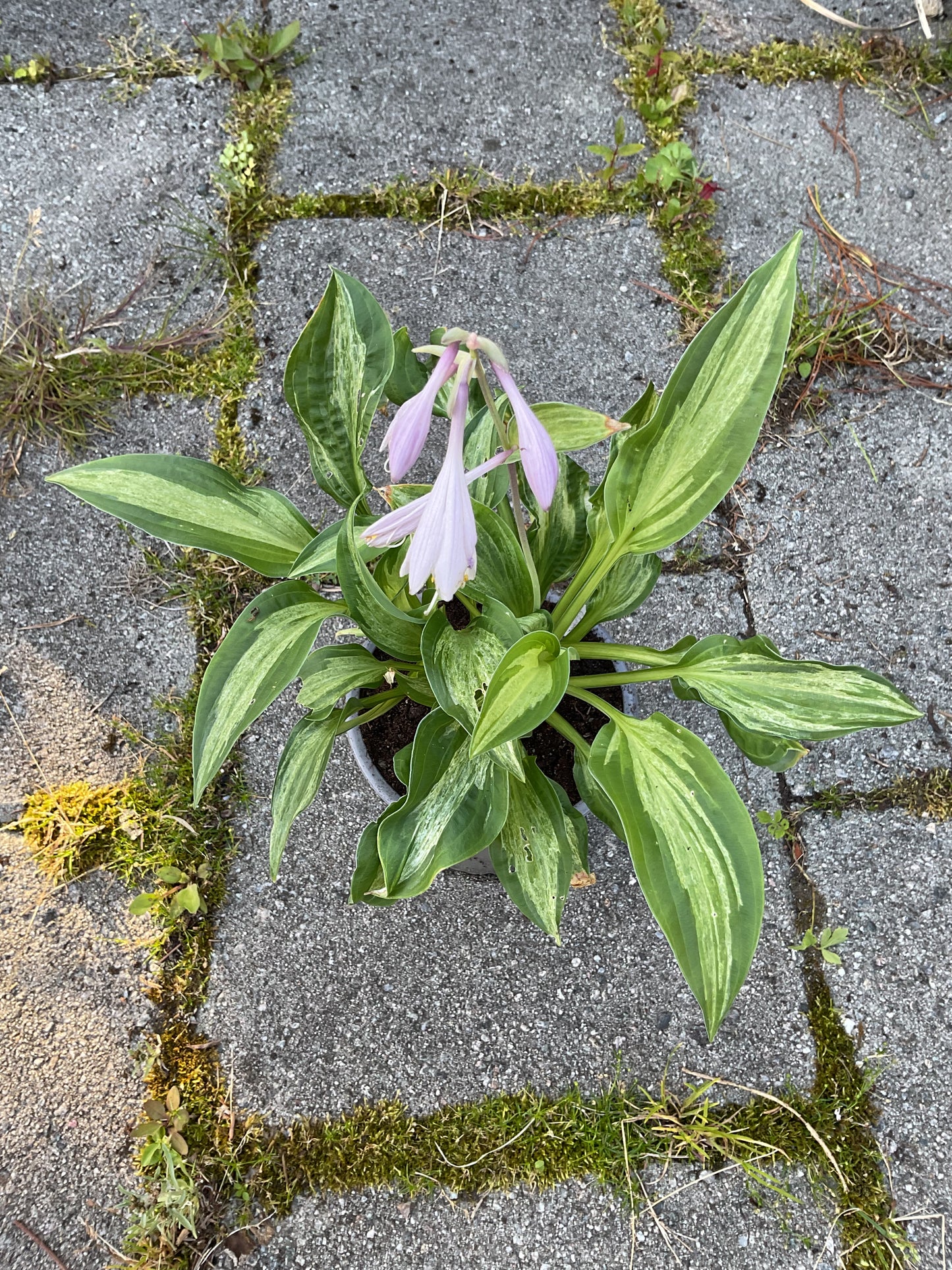 Hosta ‘Allegan Fog’