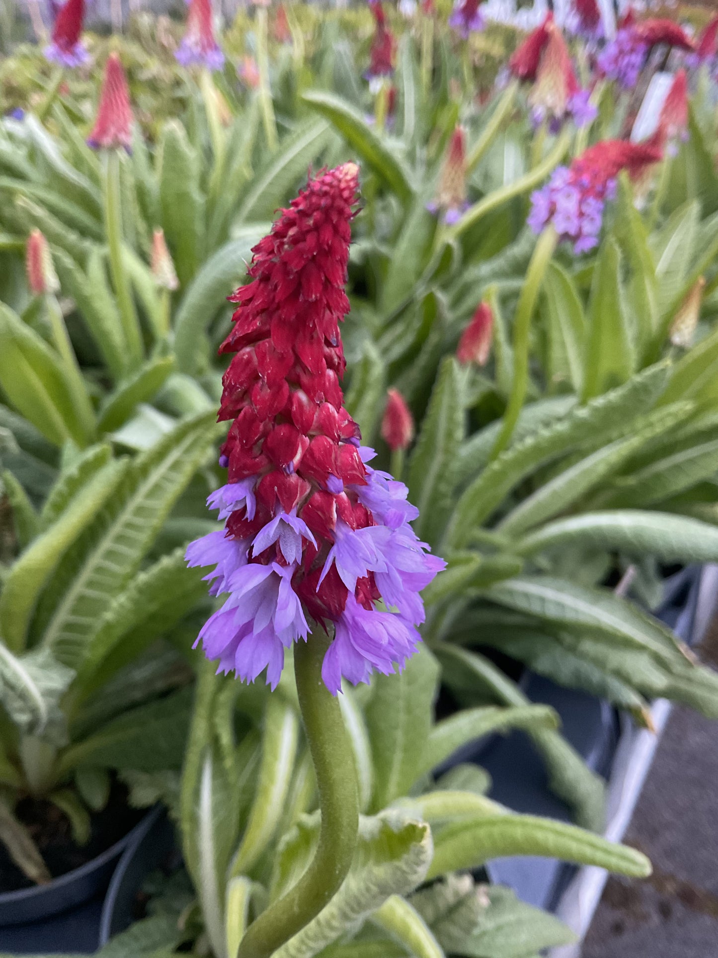 Primula vialii P13