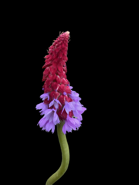 Primula vialii P13