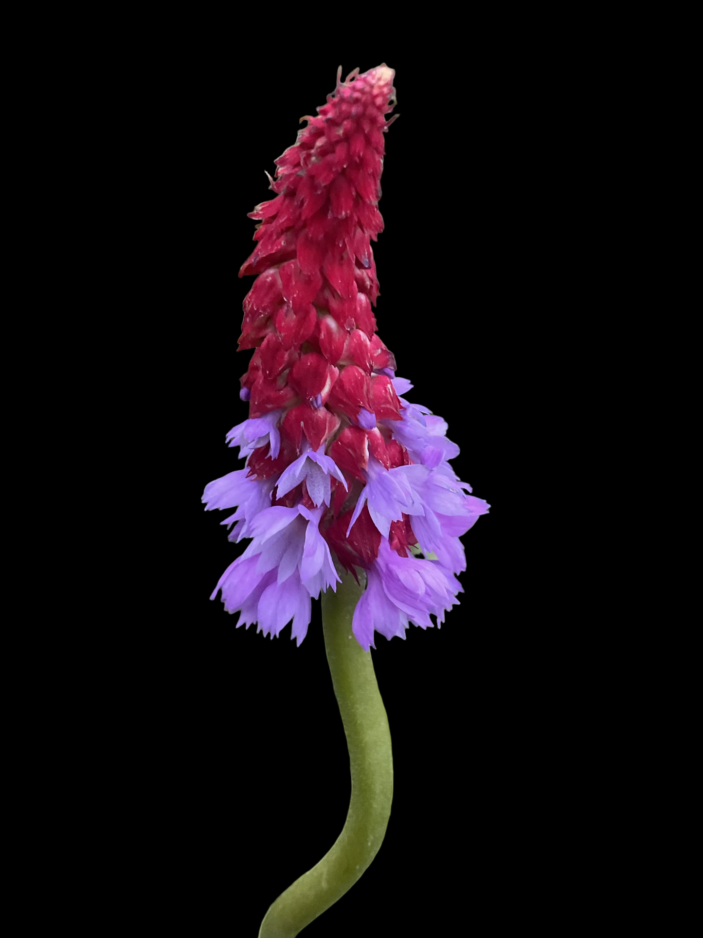 Primula vialii P13