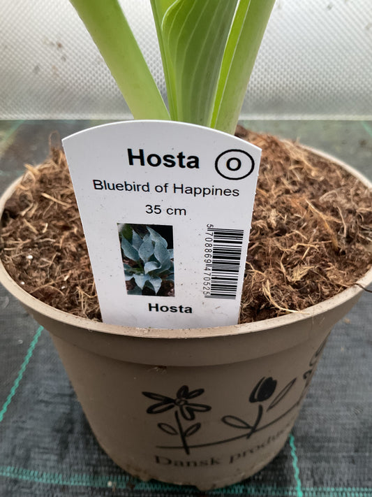 Hosta ‘Bluebird of Happiness’ P15