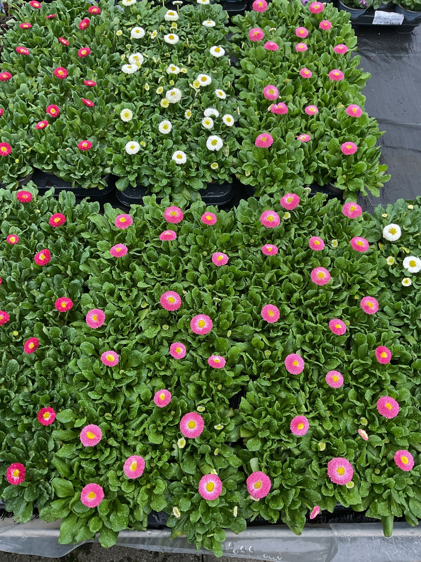 Tusenfryd Rosa, Bellis perennis P9