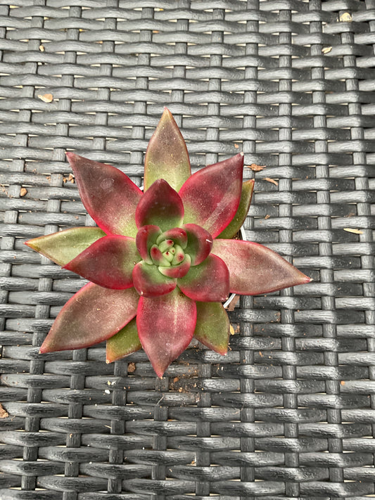 Echeveria 'Mars Galaxy' P6