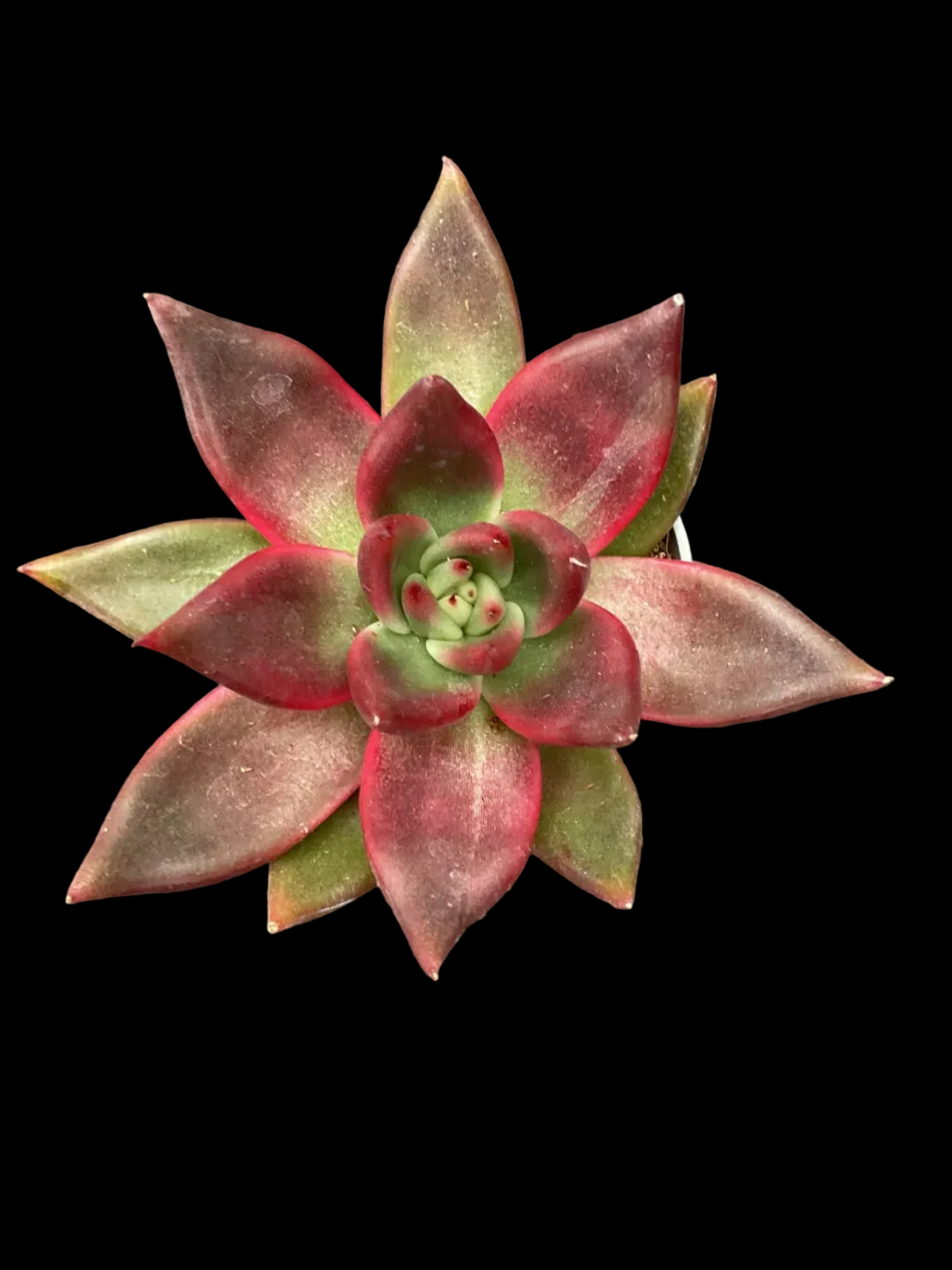 Echeveria 'Mars Galaxy' P6