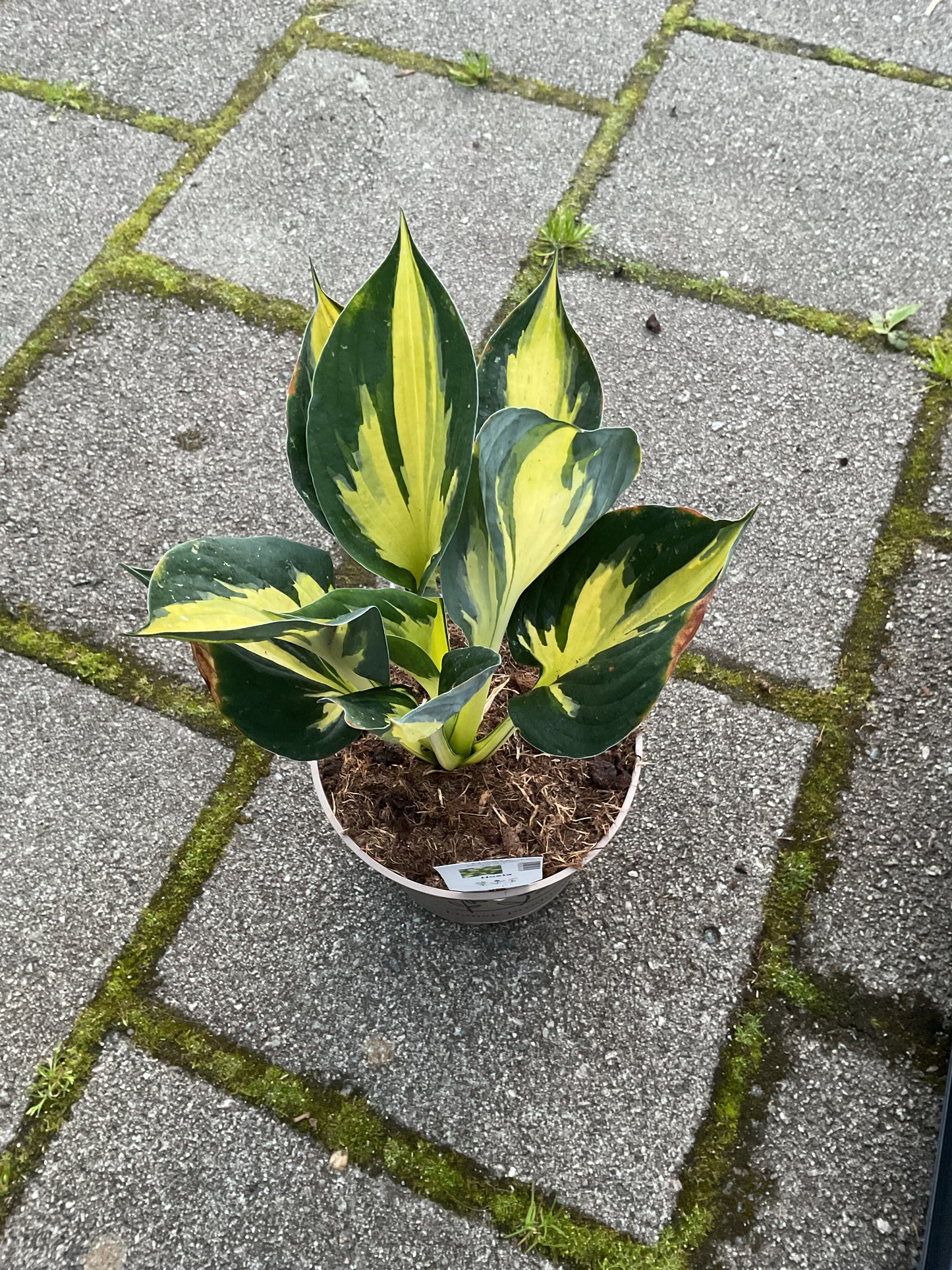 Hosta ‘Morning Star’