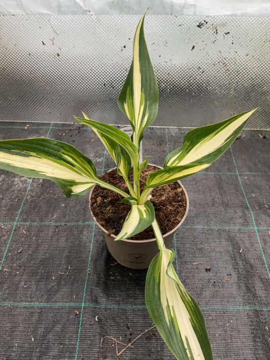 Hosta ‘Cool as a Cucumber’ P15