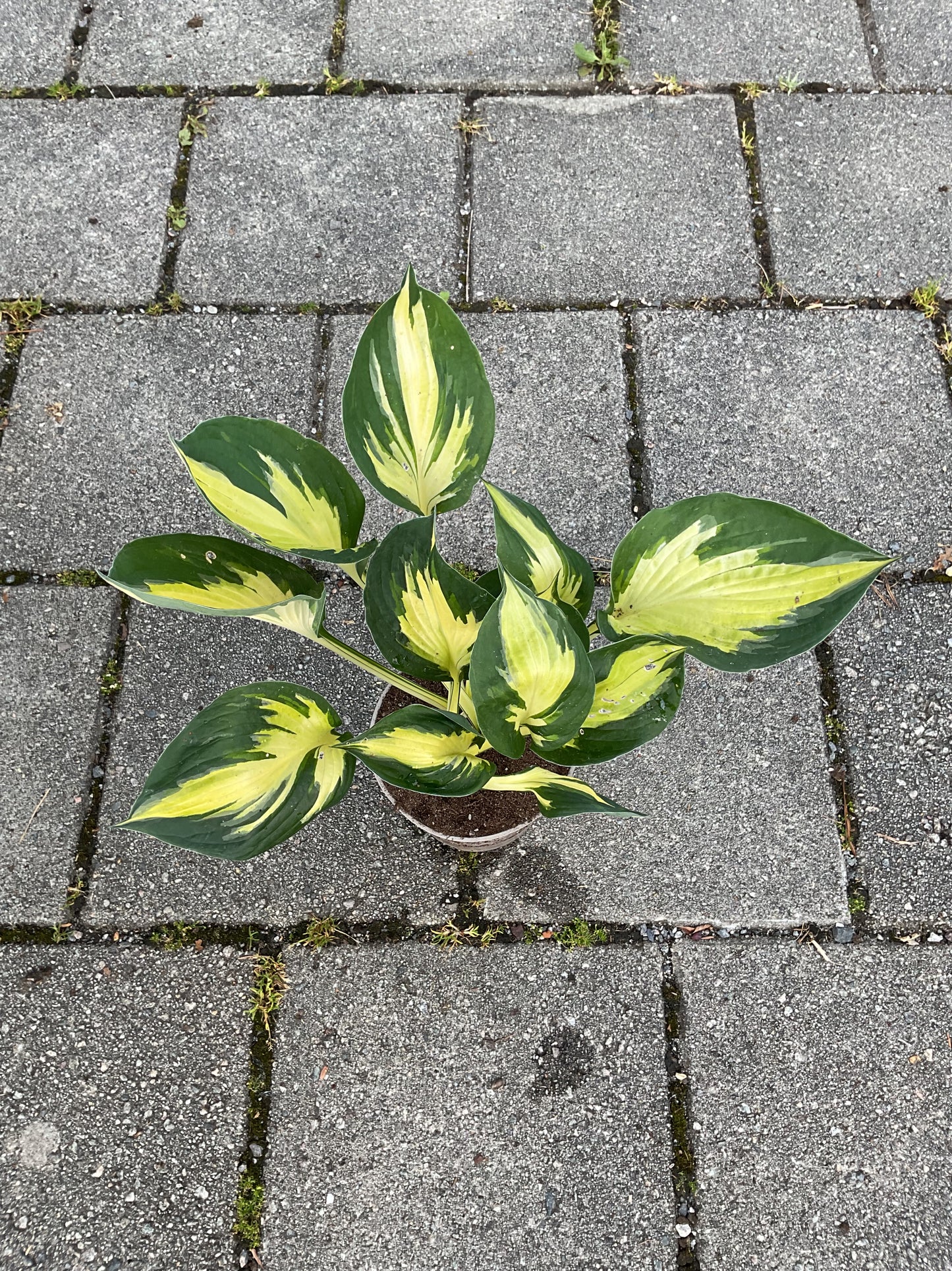 Hosta ‘Morning Star’