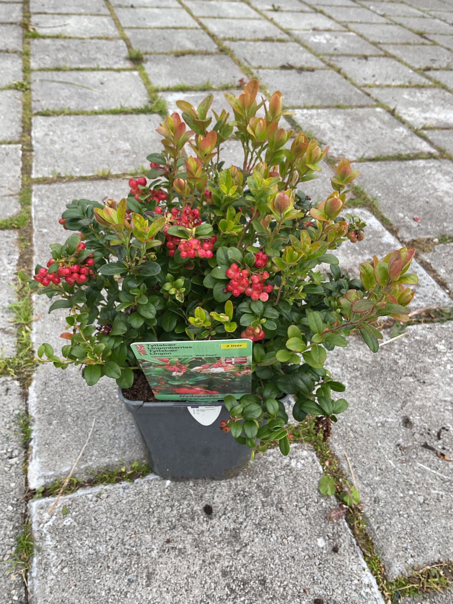 Vaccinium vitis-idea ‘Red Pearl’ P17