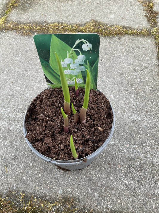 Convallaria majalis P11
