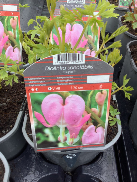 Dicentra spectabile ‘Cupid’ 2ltr