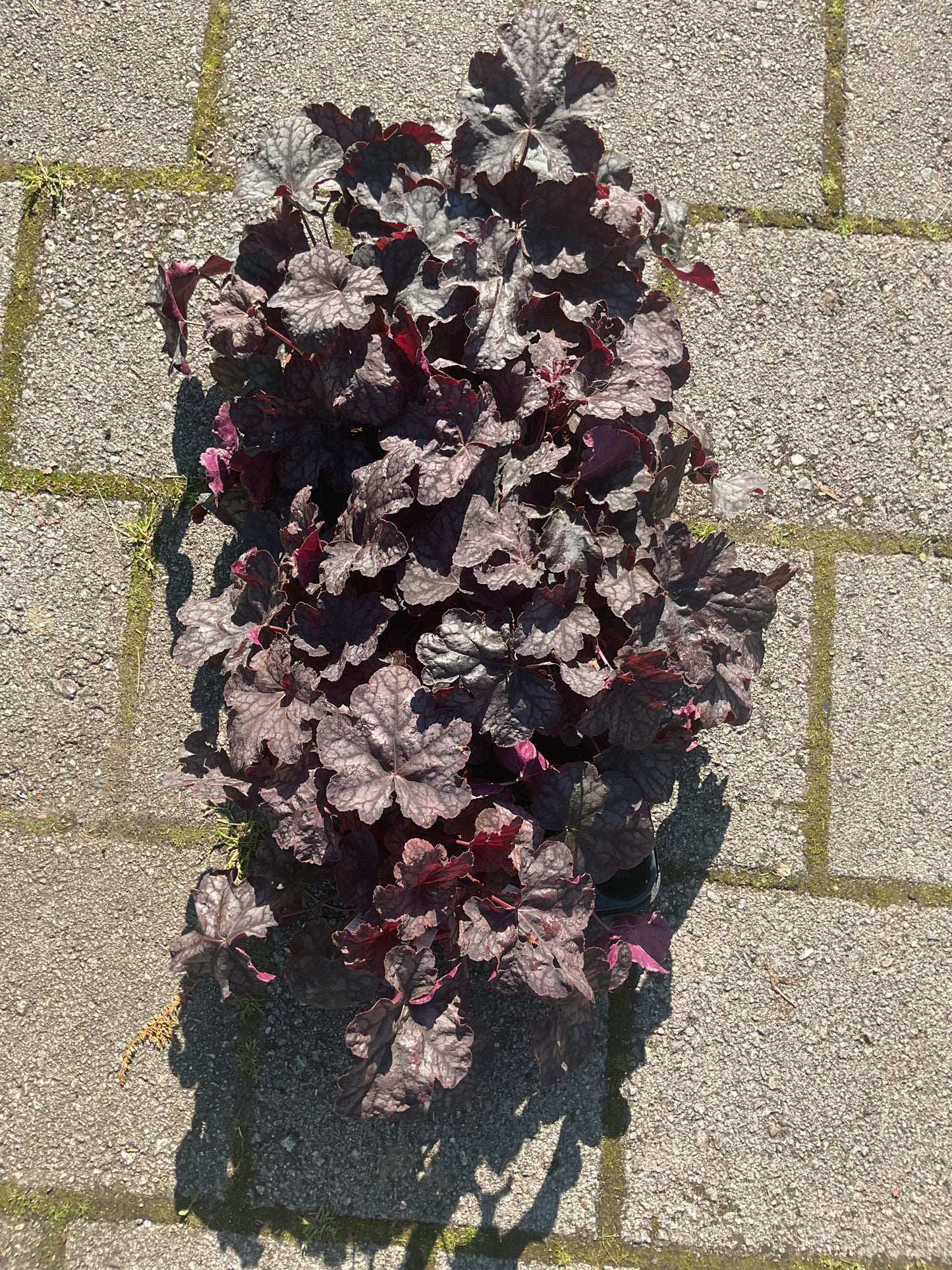 Heuchera ‘ Velvet Night’ P13