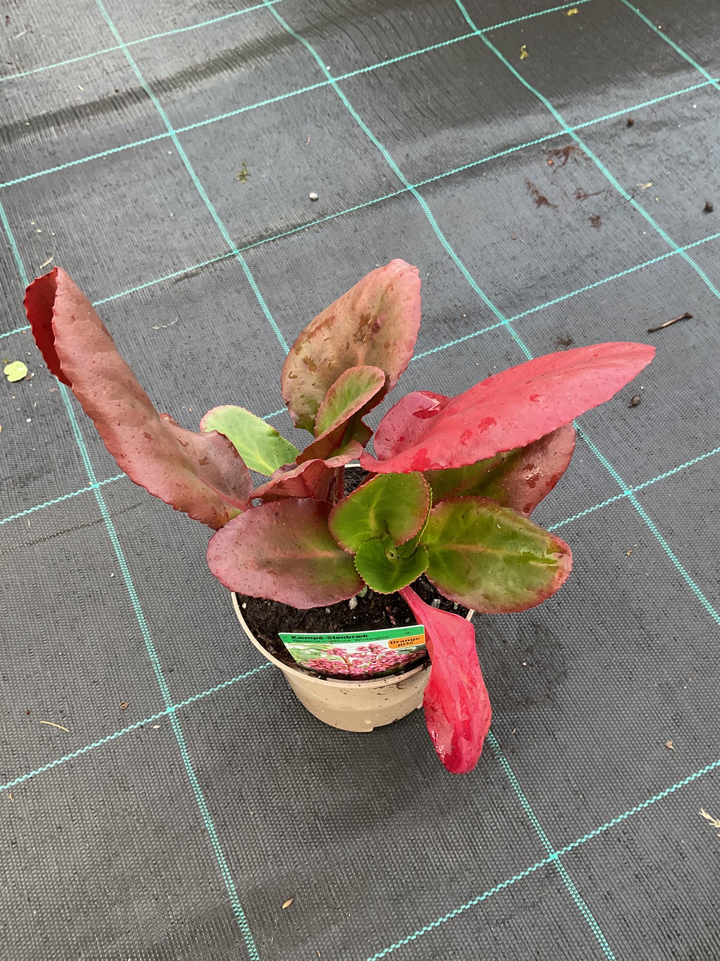 Bergenia cordifolia ‘Vinterglöd’