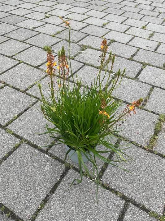 Bulbine natalensis orange P17