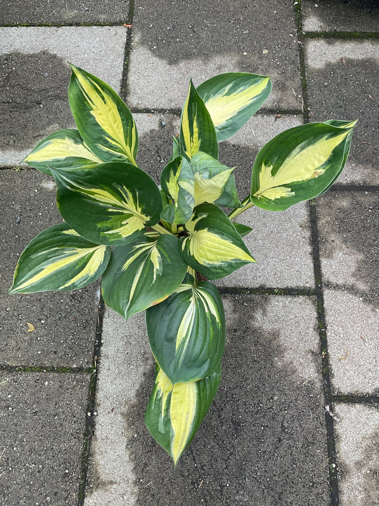 Hosta ‘Morning Star’