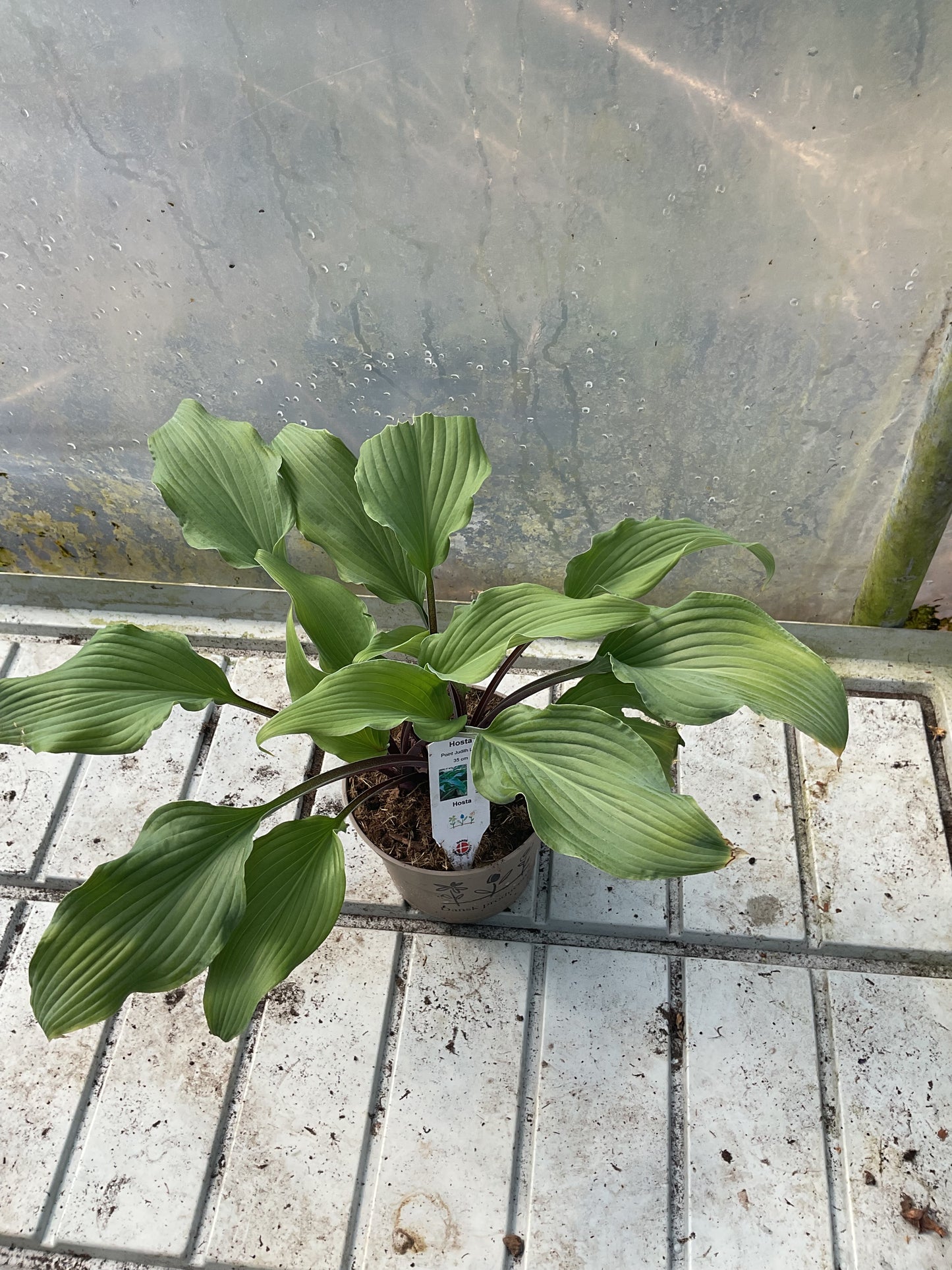 Hosta ‘Point Judith Light’ P15