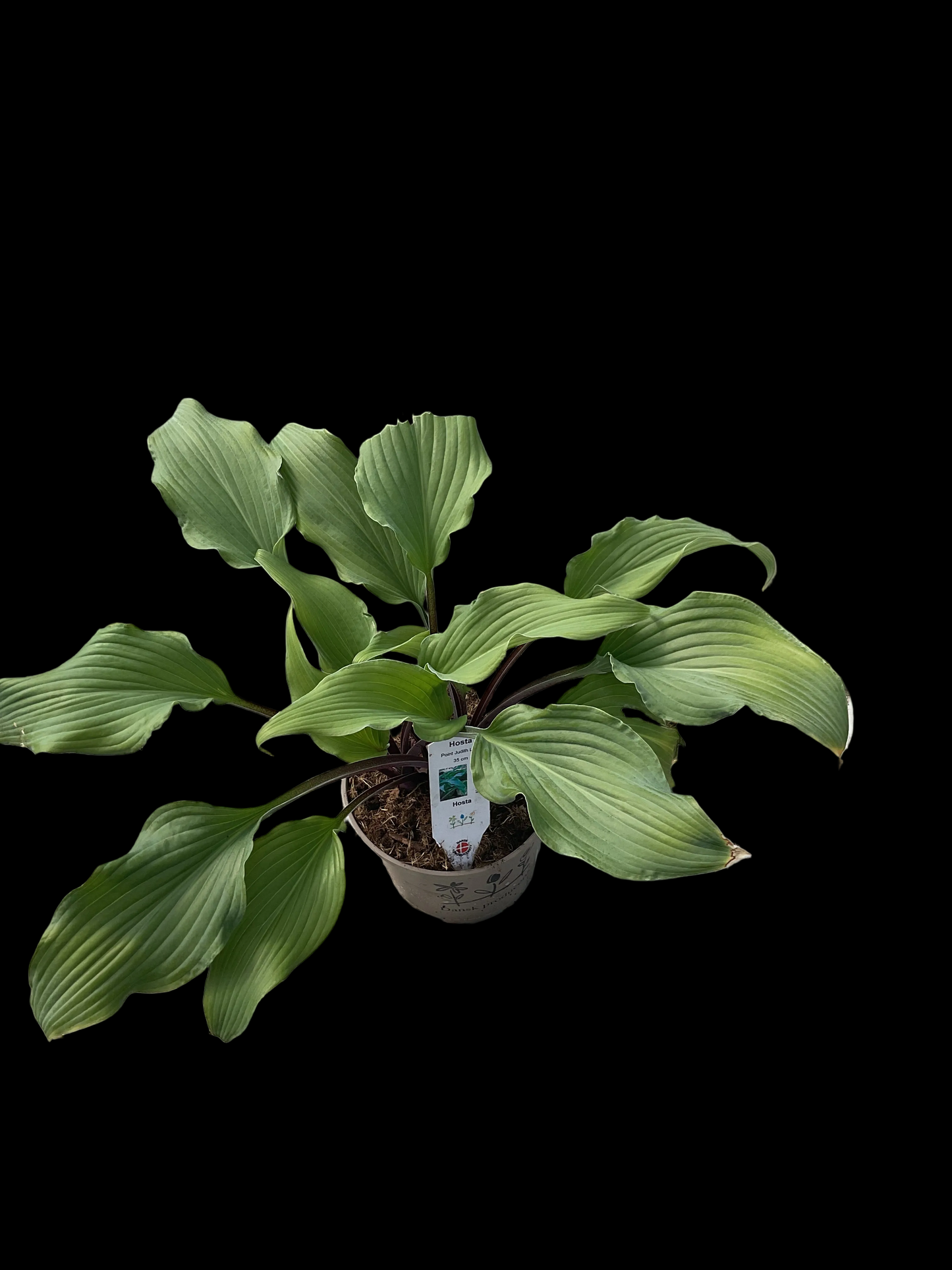 Hosta ‘Point Judith Light’ P15