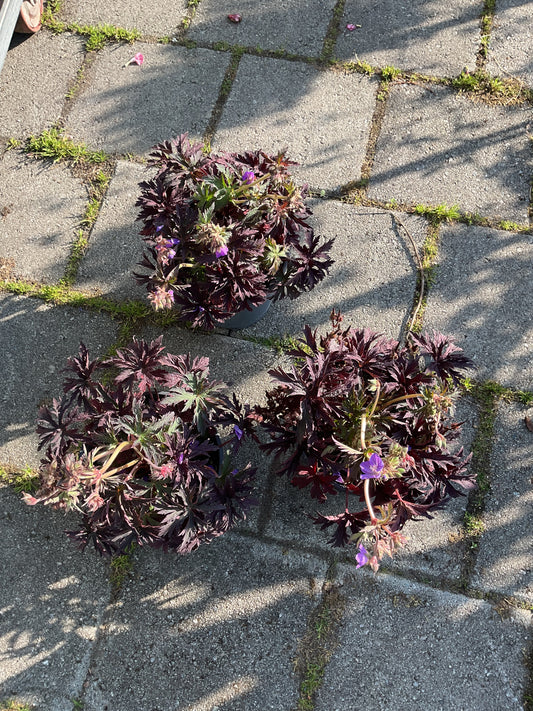 Geranium pratense ‘Midnight Reiter’ P19