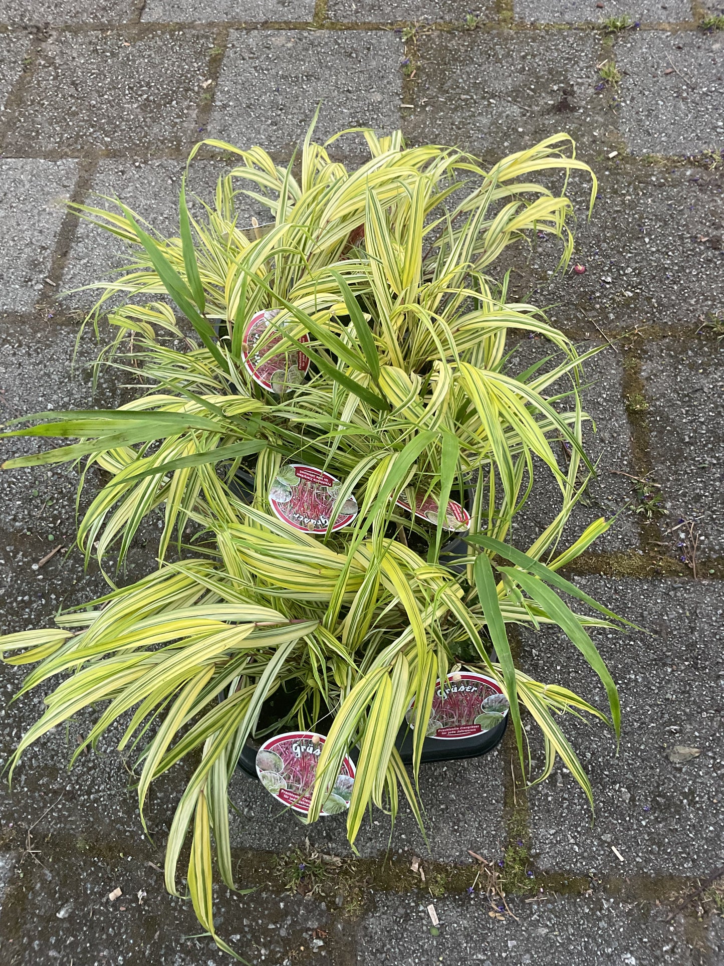 Hakonechloa macra ‘Aureola’ P13