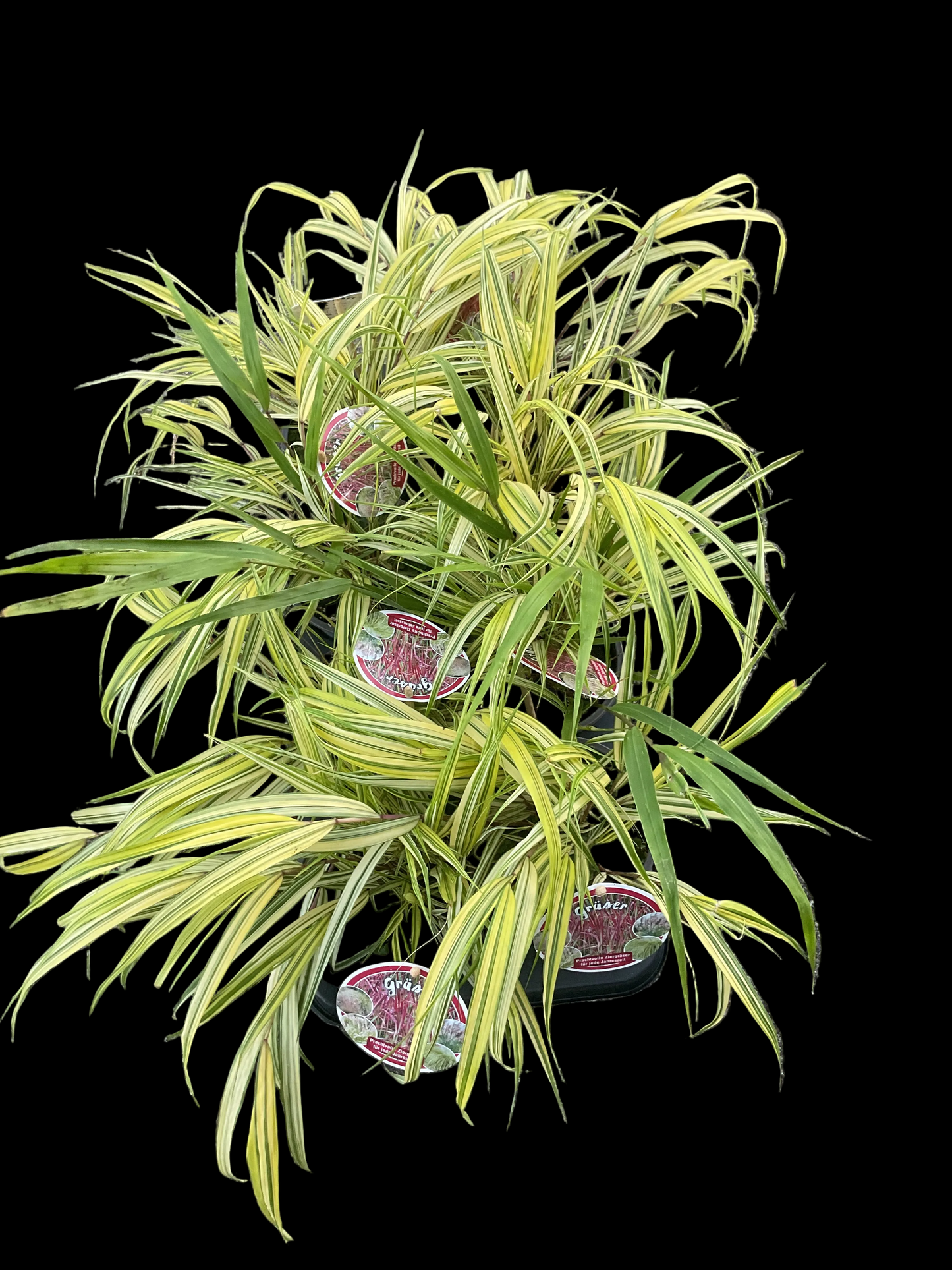 Hakonechloa macra ‘Aureola’ P13