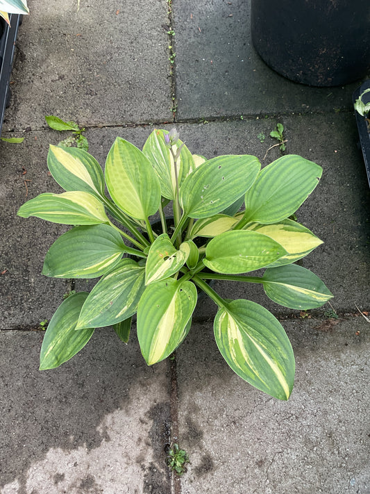 Hosta ‘William Lackman’ P9x9 cm