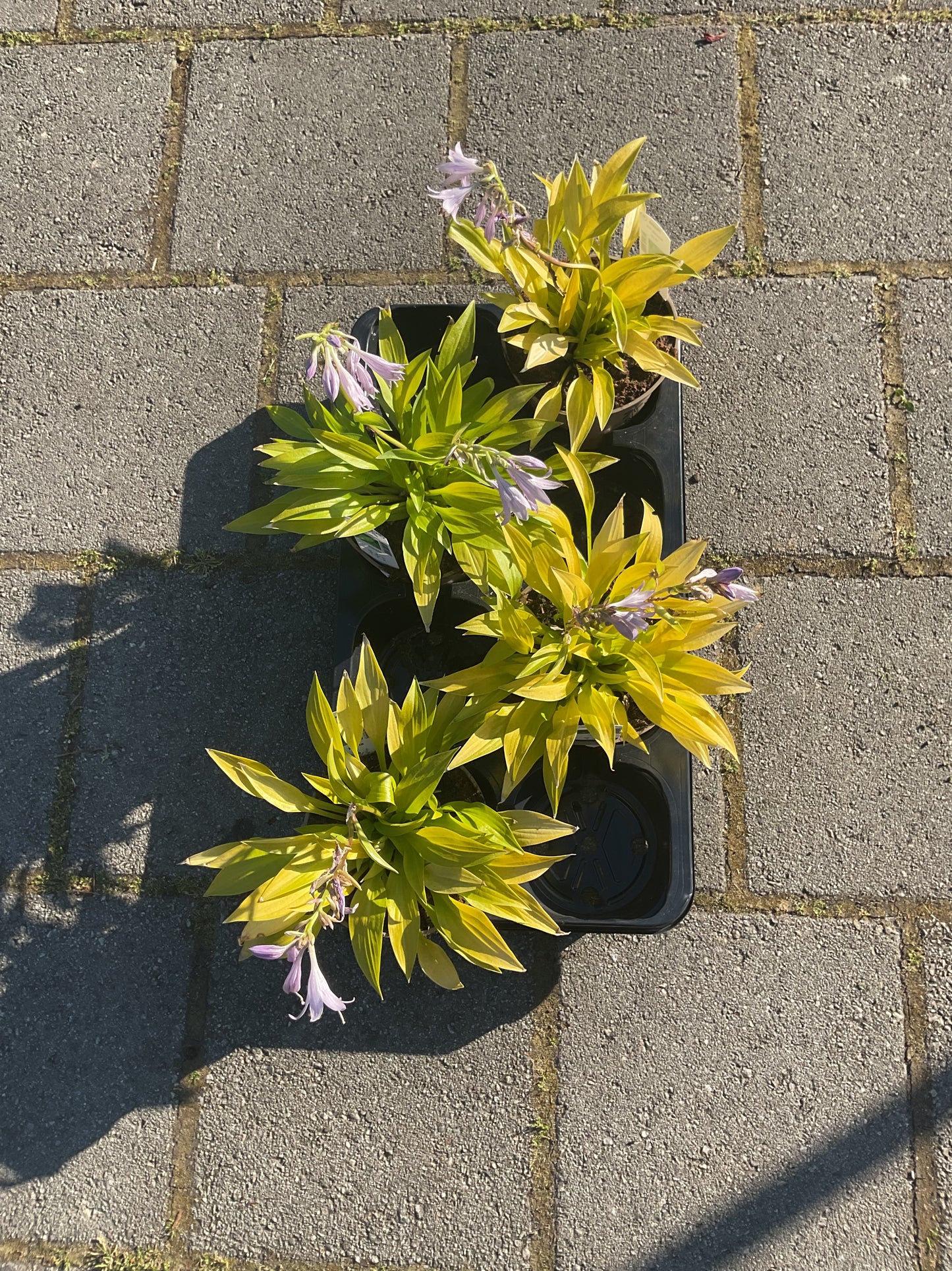 Hosta ‘Munchkin Fire’ P15