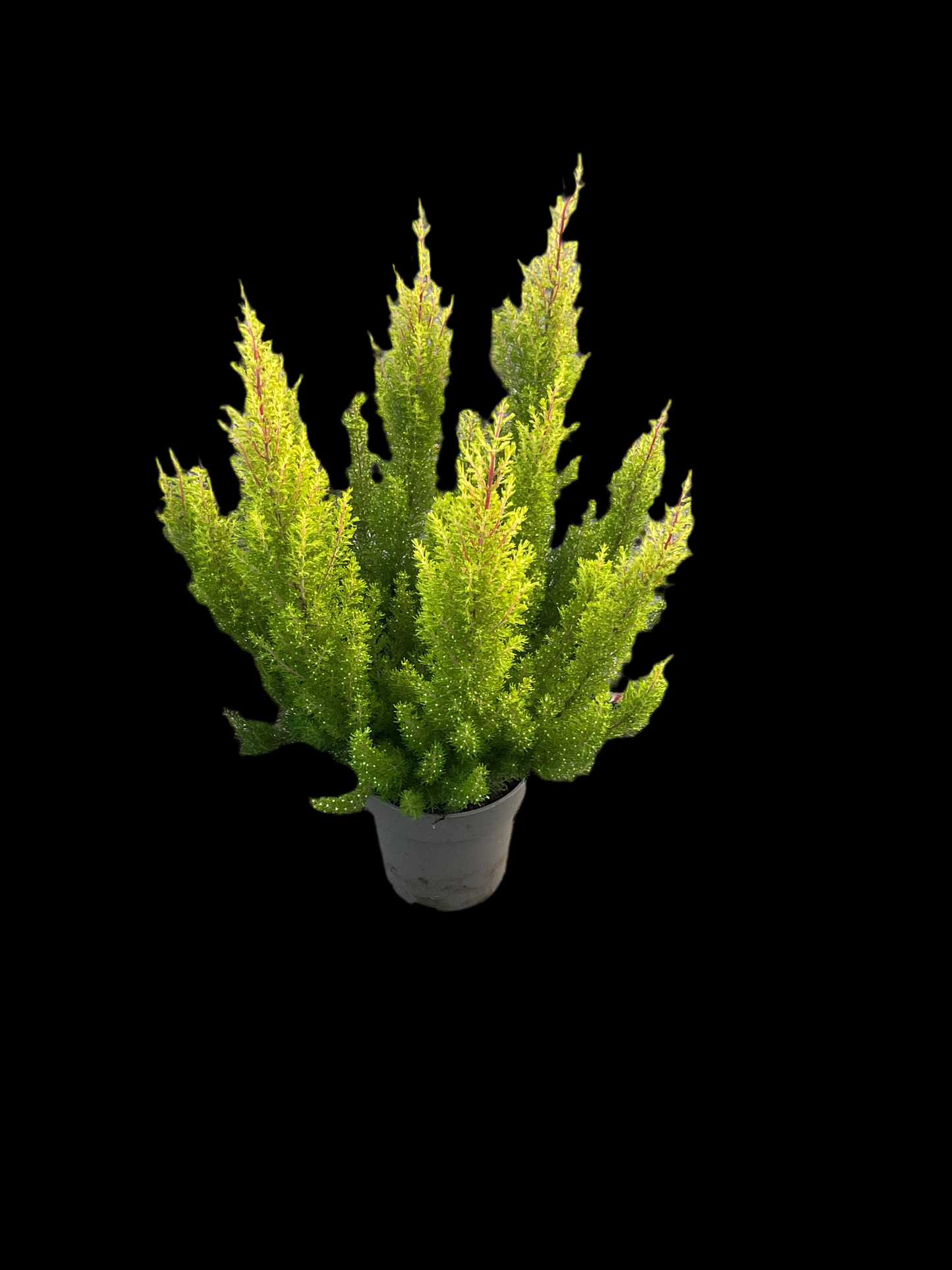 Erica arborea ‘Estrella Gold’ P13