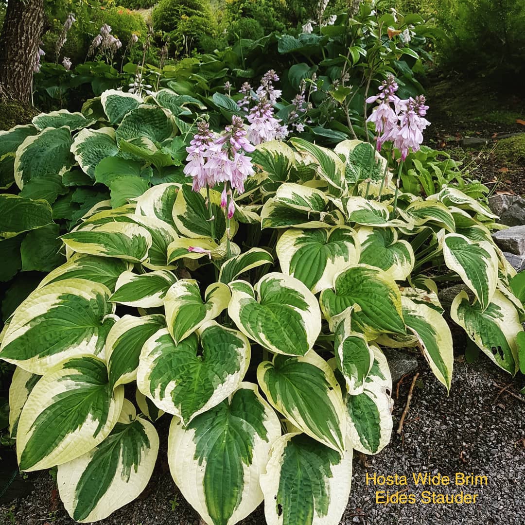 Hosta ‘Wide Brim’