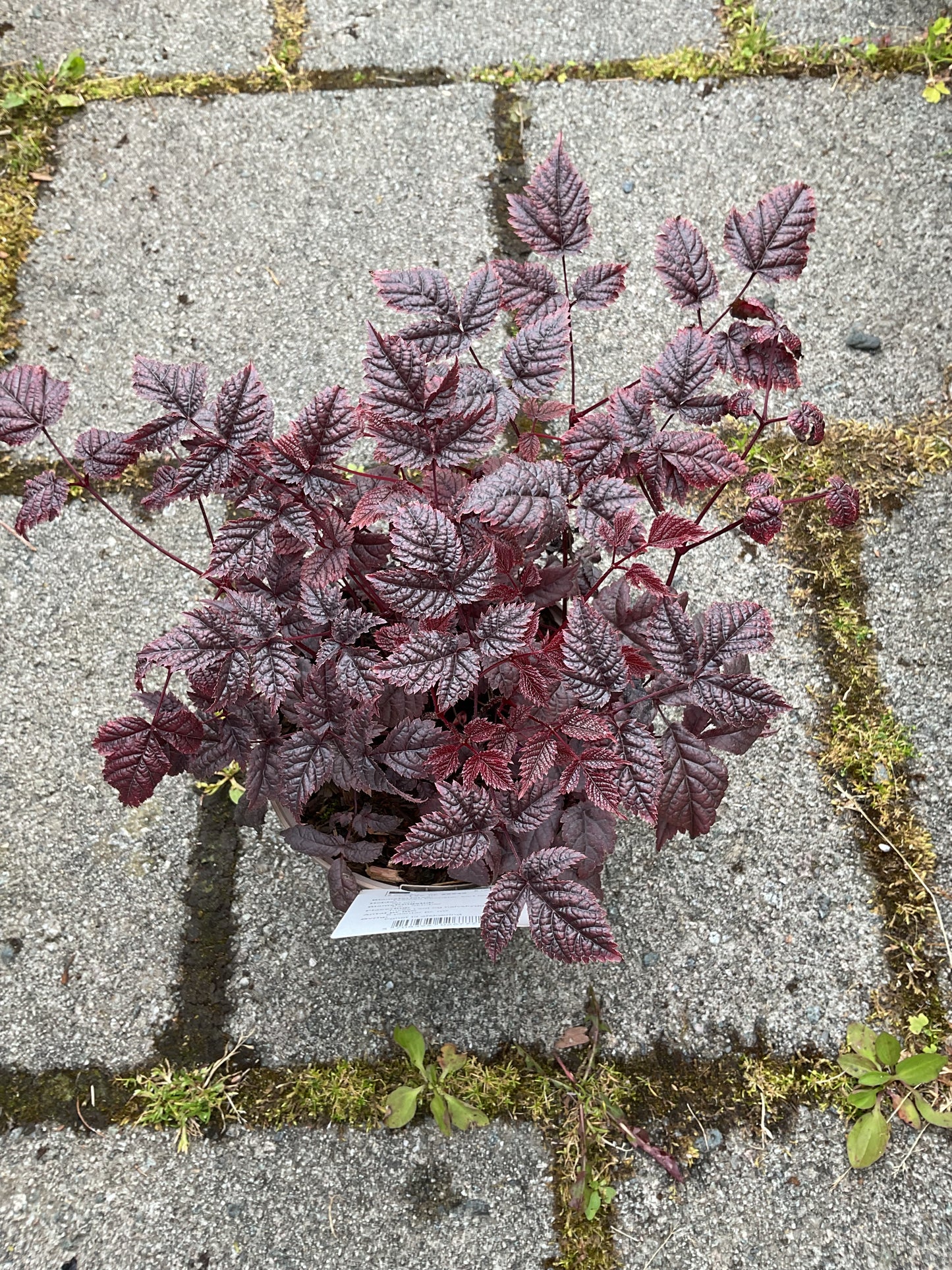 Astilbe thunbergii ‘Chocolate Shogun’